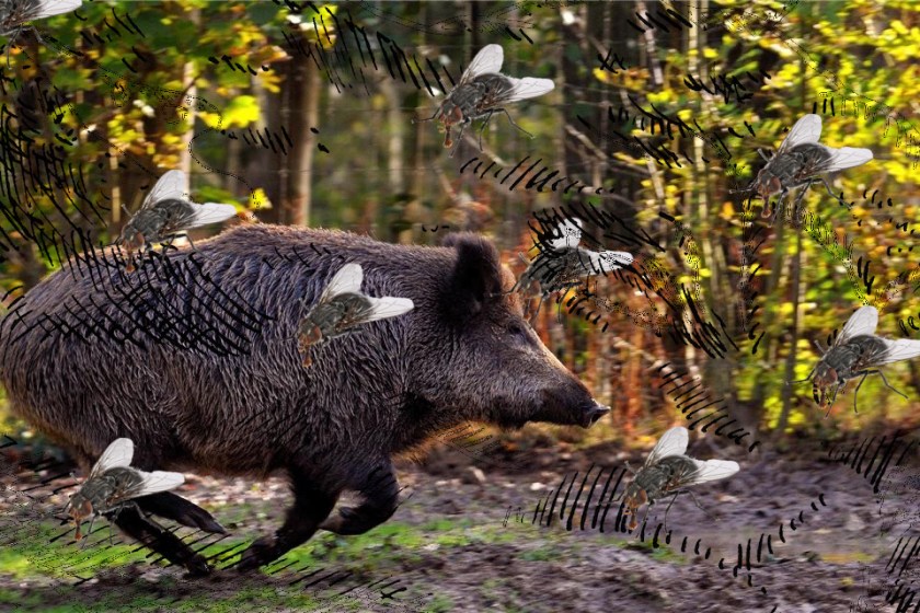 Pig-Pig-Fly-Fly-Kopf